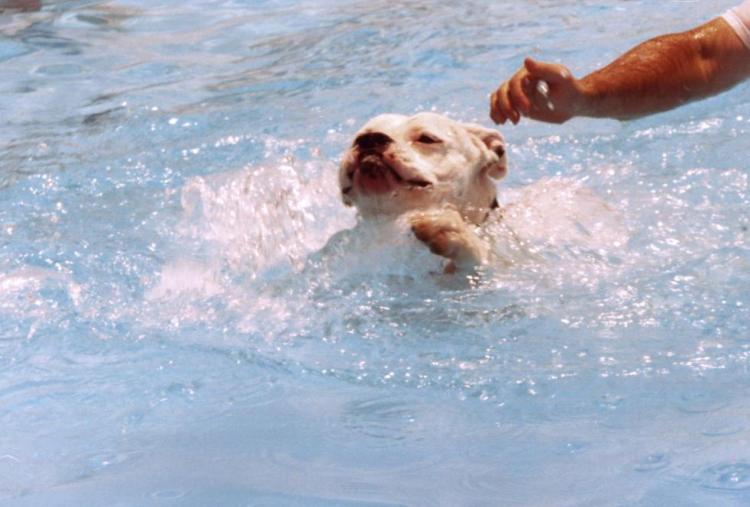 I'm Swimming