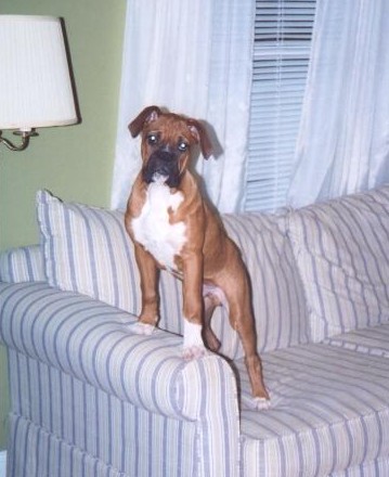 I'm the King of the World!
