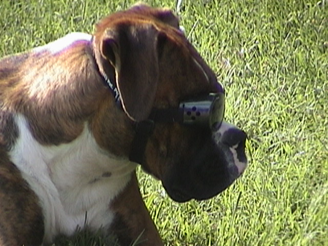 Im to sexy for my Doggles.....