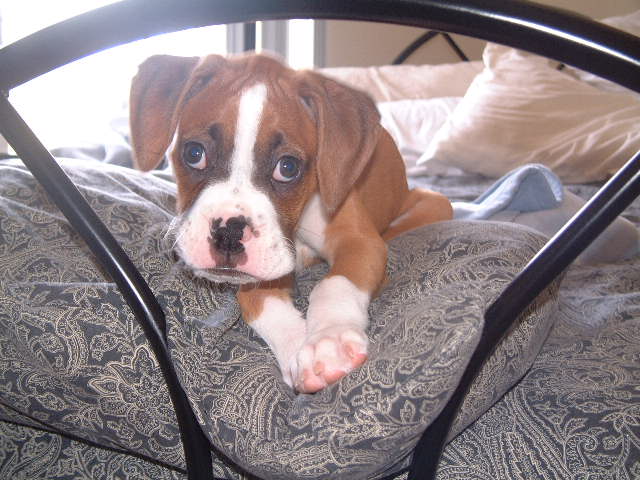 I'm Too Sexy for This Bed