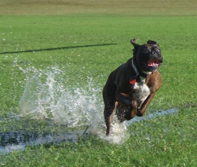 Impersonation of a kangaroo