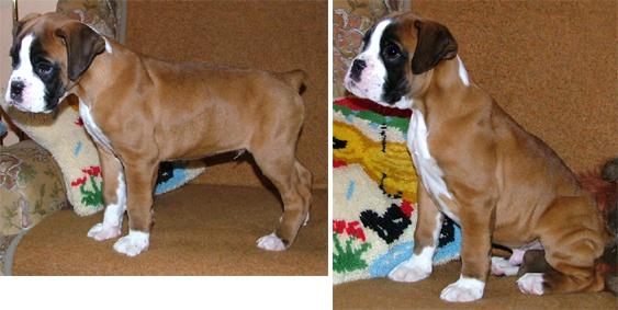 Importing from Europe. Help me choose a name!