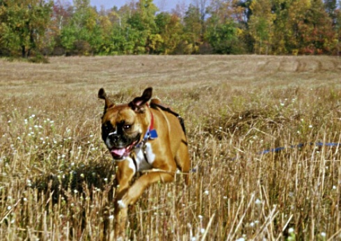 In Flight