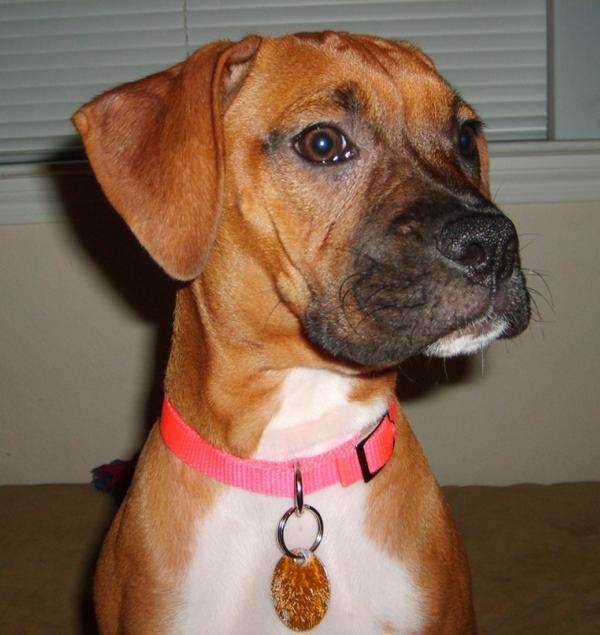 In loving memory.. Our Brixxi Girl!