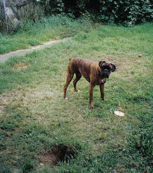 In memory of Tyson