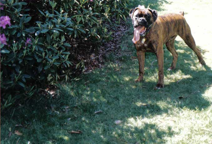 In memory of Tyson