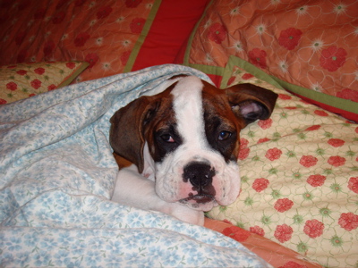 In my bed of course :)