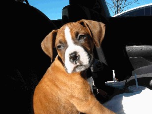 In The Car