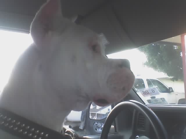 in the car