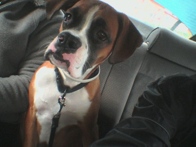 in the car