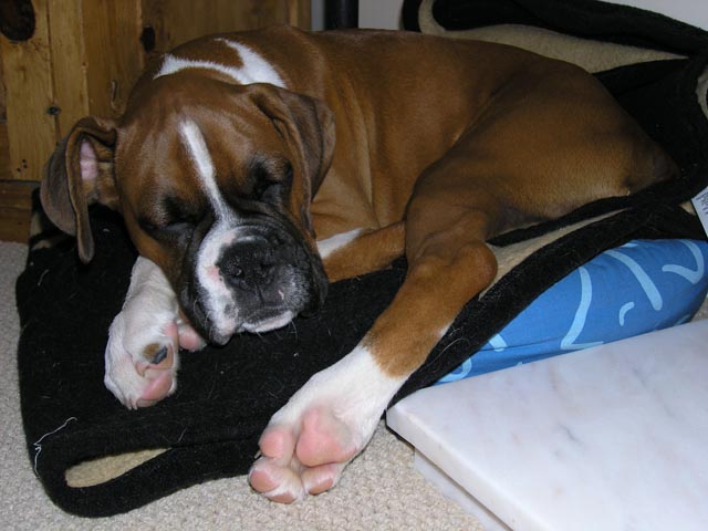 In the cat's bed