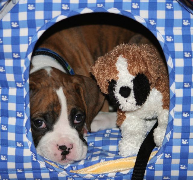 In the dog house...