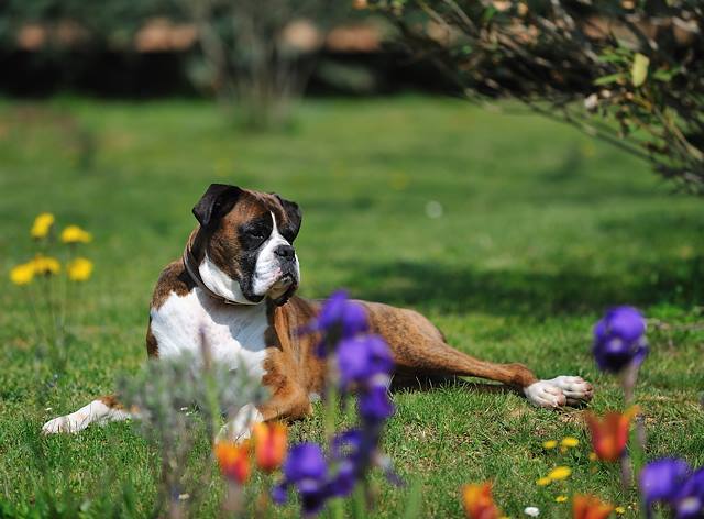 In the flowers