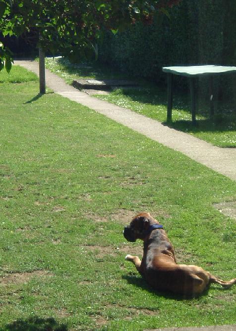 In the garden
