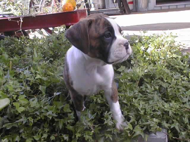 In the Ivy