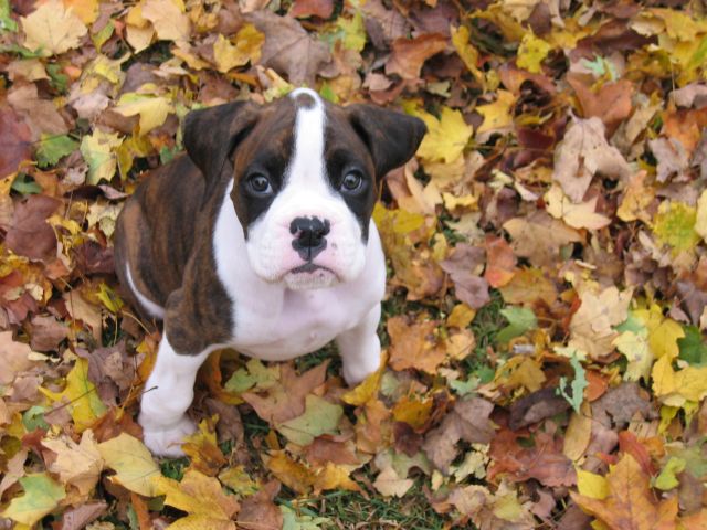 In the Leaves
