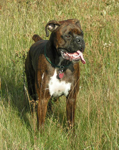 In the long grass