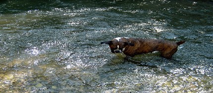 in the river