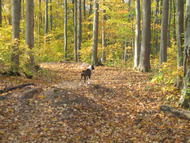 in the woods..