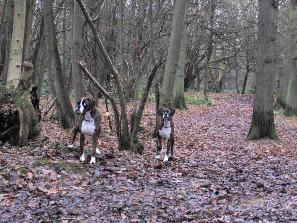 in the woods