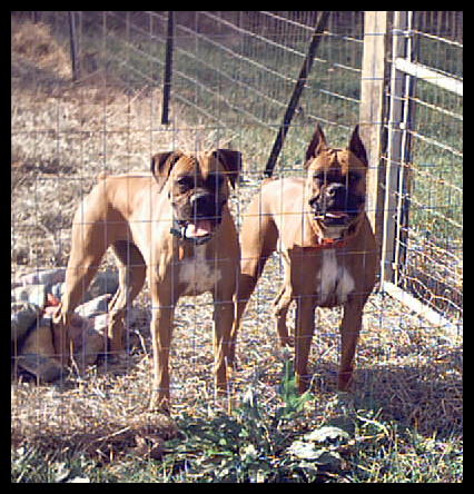 In their pen