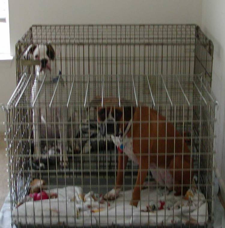 In thier cages.