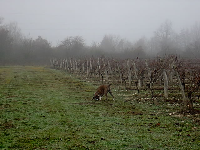 in_the_vines