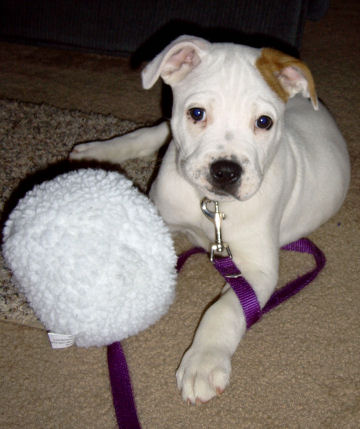 Indy - 10 weeks old