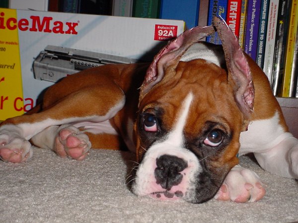 Indy after the hat came off