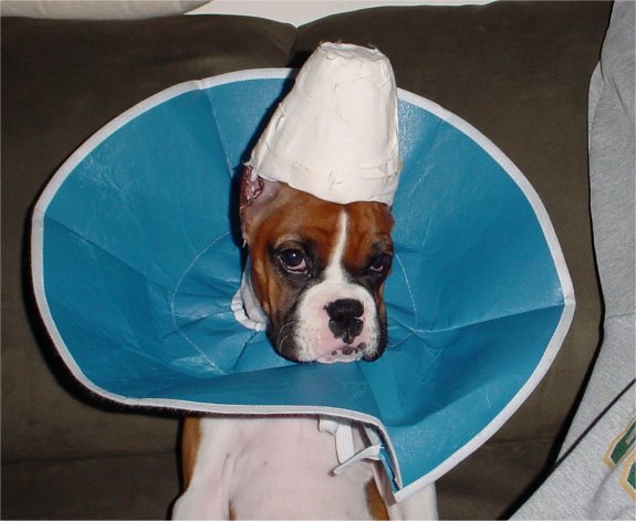 Indy and her "hat"
