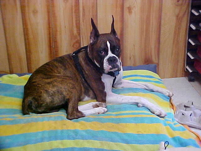 Indy at work - awake