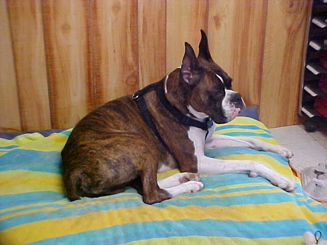Indy at work - going down for the count