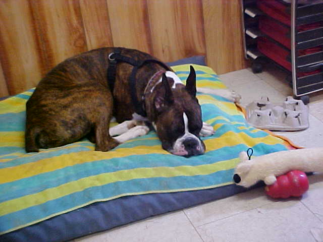 Indy at work - tko