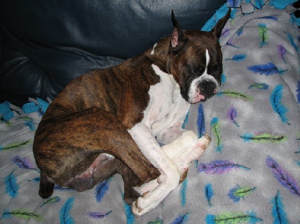 Indy-bug sleeping
