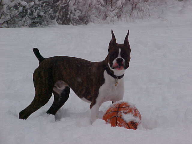 Indy's First snow