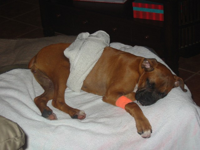 Injured Bea