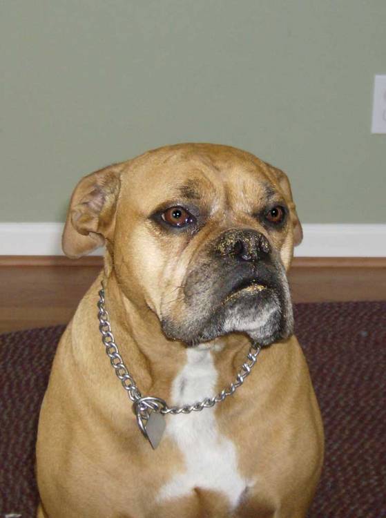 Innocent Creek Dog