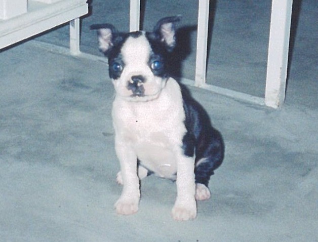 Introducing "Abby"