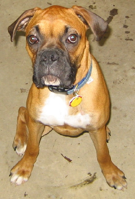Introducing Conner!