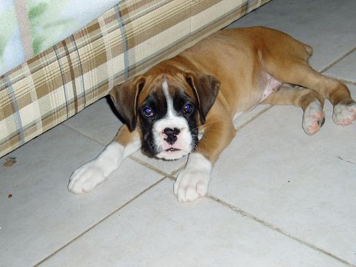 Introducing Cooper( Harleys Nephew)