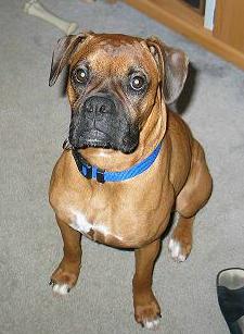 Introducing Gracie!