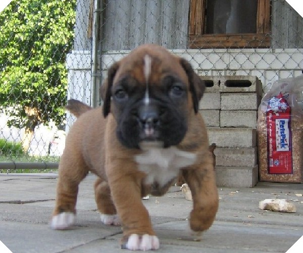 Introducing Layne!