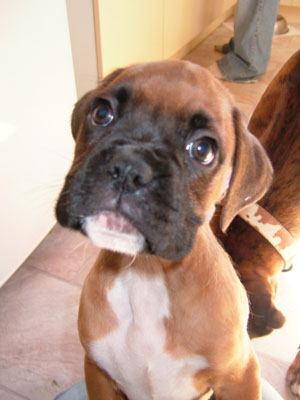 Introducing Memphis!