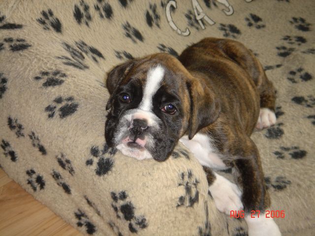 Introducing Nelly