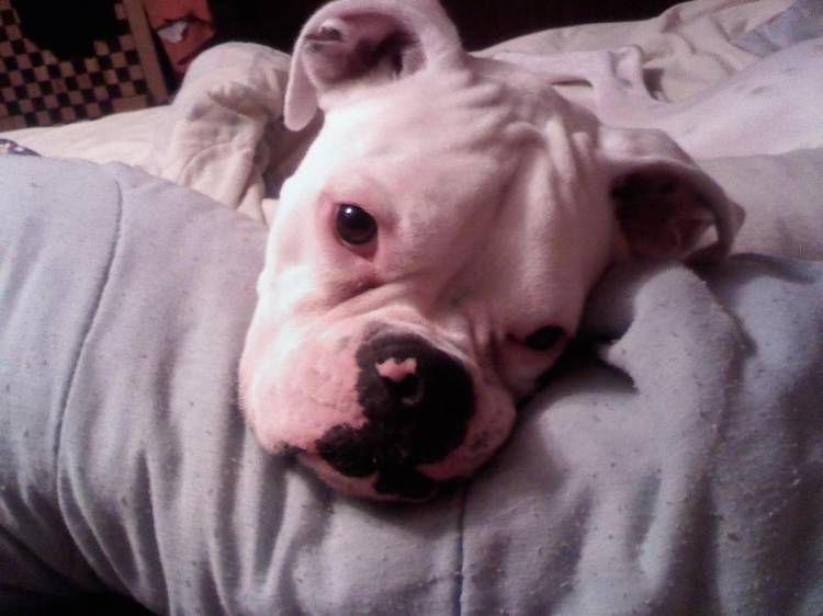 Introducing.....Ruger Booger!