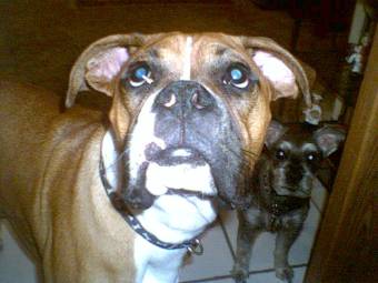 Is it biscuit time?