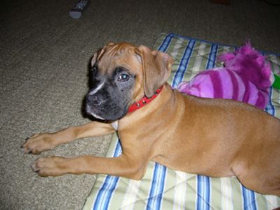Is Rajah mixed or purebred?