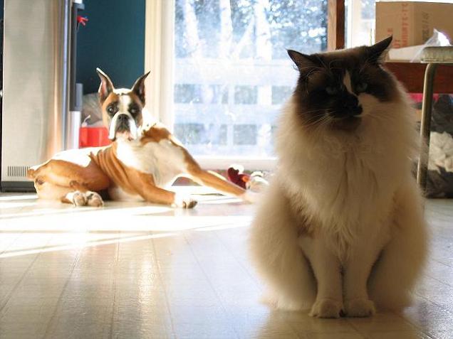 Is that a cat?