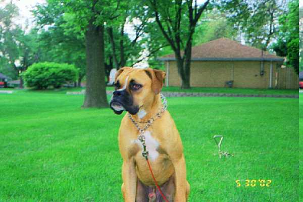 Is that a squirrel over there?