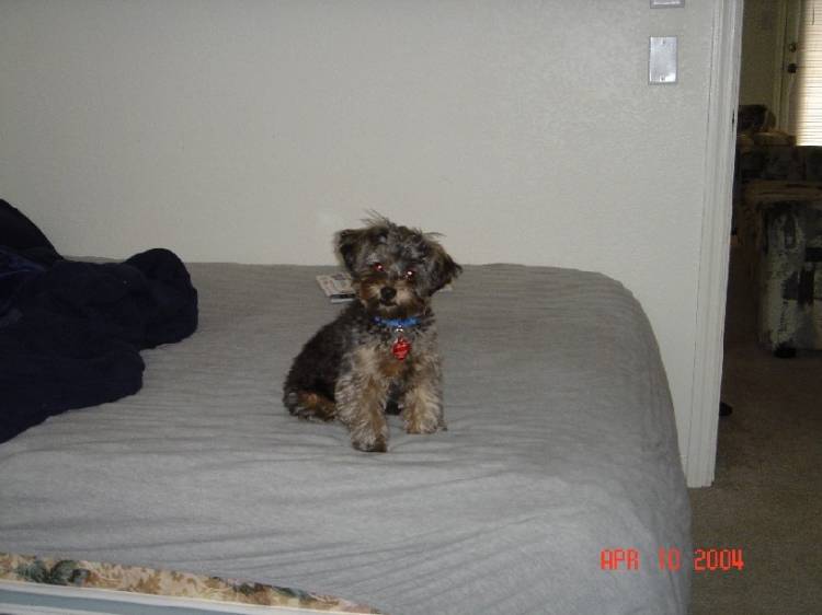 Is that a toy or a dog???